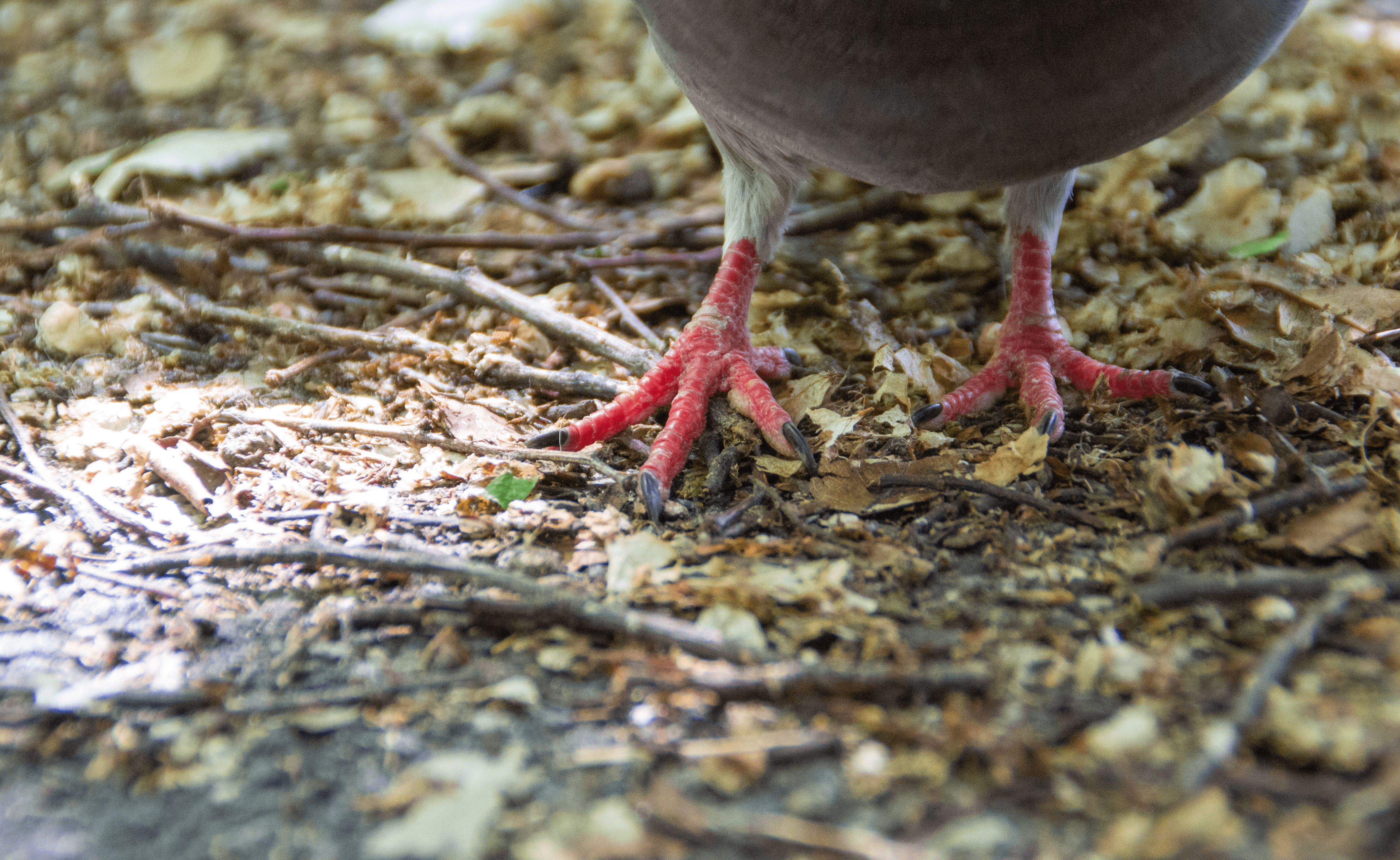 pigeon feet