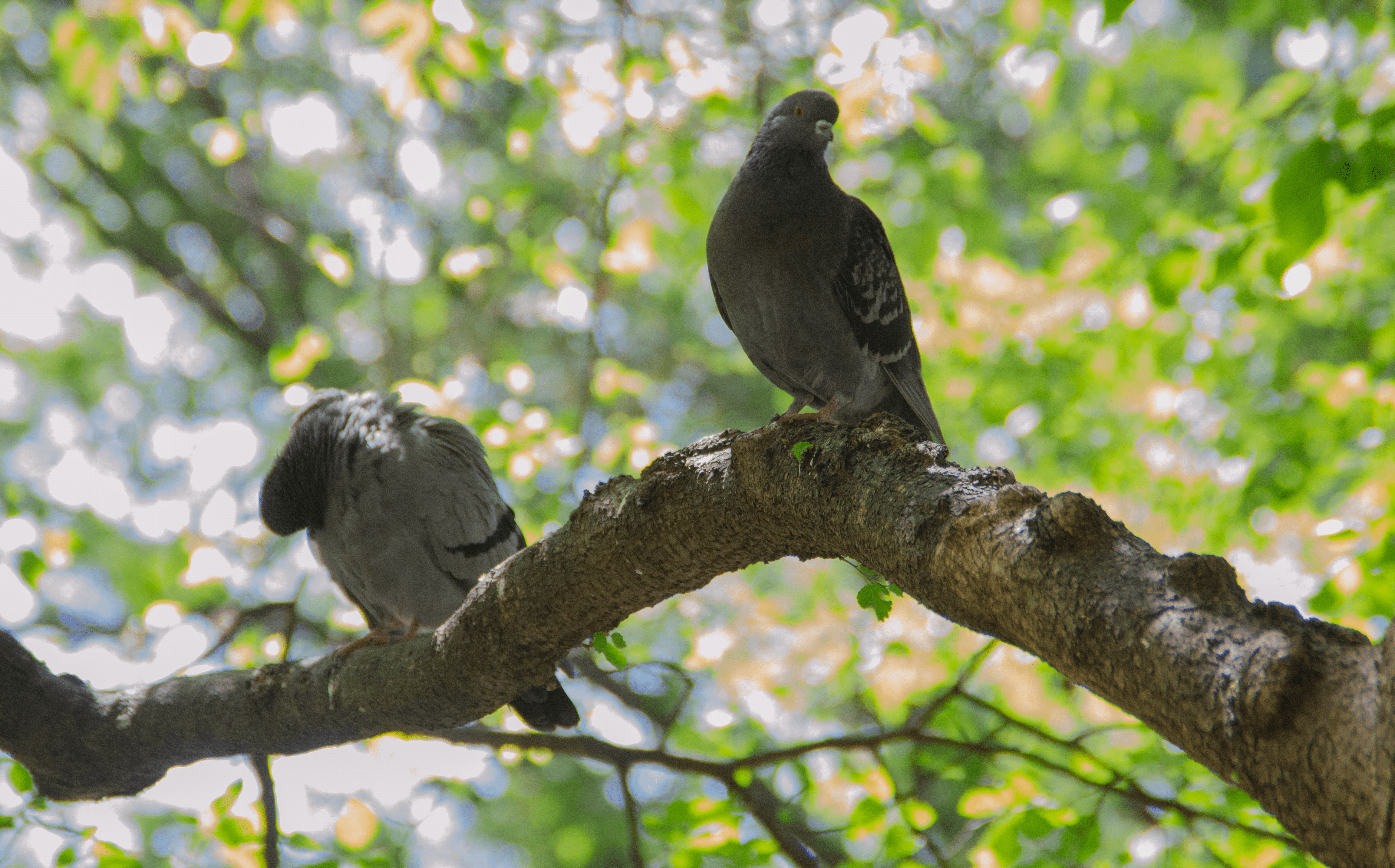 pigeons